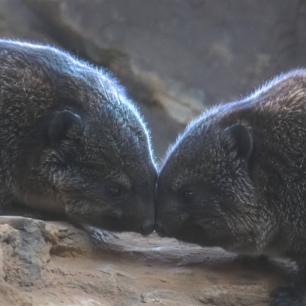 Two woodchucks pressing their noses together on a rock